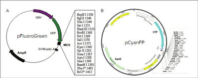 Application note: Fluorescent bacterial colony selection