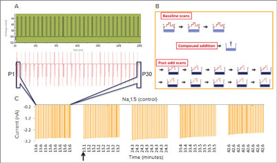 Characterizing neurotoxin modulation of Nav1.5 channels