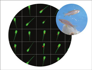 High-throughput imaging assays using zebrafish 