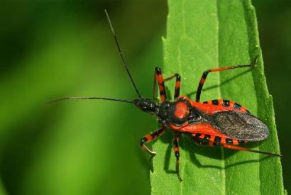 assassin bug three diseases one cure
