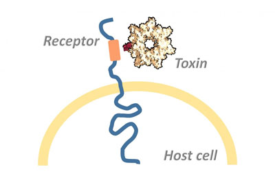 Bacterial toxins usually exert their full deadly effect in the host cell's interior. The toxins overcome the cell membrane by binding to a surface receptor, which conveys them into the cell's interior. CREDIT: © Panagiotis Papatheodorou