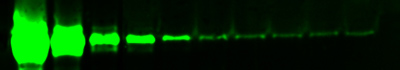 Serial dilution of Transferrin (1.0 µg to 0.5 pg) detected by Western blot using MultiFluor Green secondary antibody