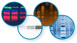 Satisfy everyone in your lab with built-in RGB LEDs