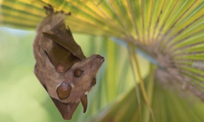 fruit-bat