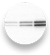 Image chemiluminescent blots in a snap with the FluorChem E system