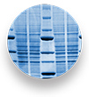 Image chemiluminescent blots in a snap with the FluorChem E system