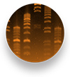 Image chemiluminescent blots in a snap with the FluorChem E system