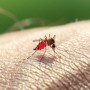 malaria