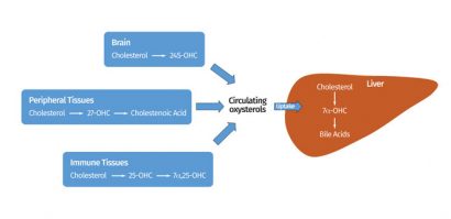 Figure 1: Oxysterols may be produced by many cells and tissues and terminal elimination is believed to be via metabolism in the liver, mainly to bile acids