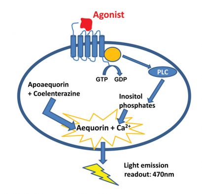 Figure 1: The principle of the aequorin calcium flux assay. Made by Nicolas Houvenaghel