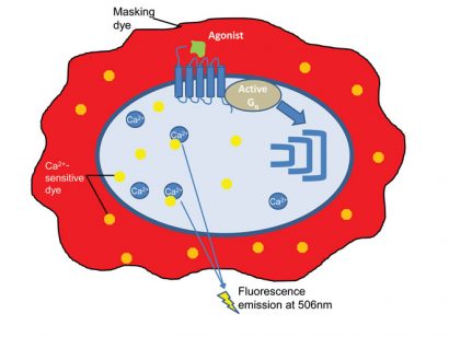 Figure 2: The principle of the fluorescent dye-based calcium flux assay. Made by Nicolas Houvenaghel