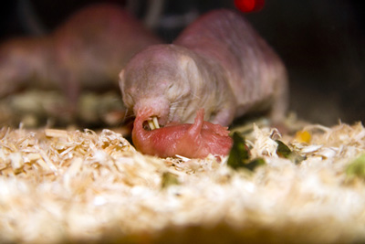 mole-rats