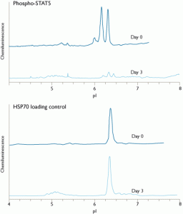 FIGURE 2.  Gleevec decreases STAT5 phosphorylation in mouse xenografts of leukemia cells. The data shown was generated from a tumor xenograft formed following subcutaneous injection of leukemia cells into a SCID mouse. The Gleevec-induced decrease in STAT5 phosphorylation was dramatic, while the level of HSP70 loading control remained essentially constant.