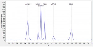 FIGURE 1.  Using a pan-ERK primary antibody, the NanoPro 1000 separates non-phosphorylated ERK isoforms from mono and di-phosphorylated isoforms.