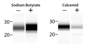 FIGURE 1. Analyzing post-translational modifications of Histone H3 is no problem for Peggy Sue. Left: HeLa cell lysate from cells stimulated with sodium butyrate was probed with anti-acetyl Histone H3 (Lys9) to characterize changes in acetylation. Right: Methylation was analyzed in lysate from HeLa cells stimulated with colcemid and probed with anti-dimethyl Histone H3 (Lys39).