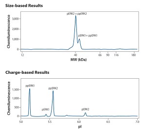 FIGURE 2. The same HeLa lysate sample, stimulated with epidermal growth factor, was analyzed and probed with an anti-phospho specific ERK antibody in both size-based and charge-based assays.