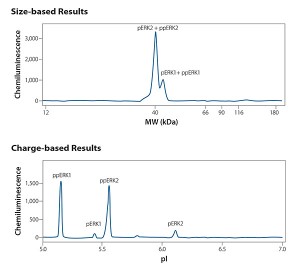 FIGURE 2. The same HeLa lysate sample, stimulated with epidermal growth factor, was analyzed and probed with an anti-phospho specific ERK antibody in both size-based and charge-based assays.