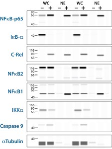 Pathway Profiling