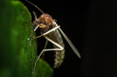 sand fly diseases