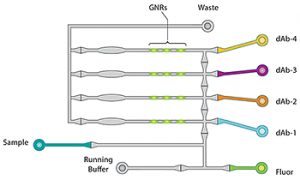 FIGURE 2. Ella splits each sample across 4 parallel, isolated microfluidic channels. Each channel has a single-plex immunoassay for a specific analyte, so there's no cross-reactivity.