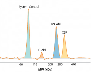 Simple Western 90 kDa System Control and endogenous C-Abl, BCR-Abl, and CBP in K562 cells detected simultaneously by Wes.
