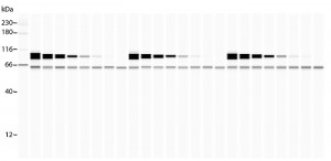 GST-labeled AKT was used to generate a standard curve for quantitation of endogenous AKT. AKT-GST was spiked into the Jurkat lysate at decreasing concentrations (250—0 pg/µL) and both the labeled and endogenous proteins were detected using an AKT1 monoclonal antibody