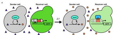 On the left, a transcription factor designed by UW researchers (gray and red) is integrated into the "receiver" yeast cell. This activates a gene that turns the receiver cell fluorescent green. On the right, a "sender" yeast cell produces a plant hormone called auxin (orange dots). In the receiver cell, auxin recruits another protein (blue) to disable the transcription factor and turn off the gene that turned the receiver cell green. CREDIT: University of Washington