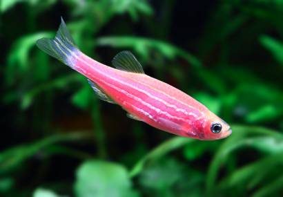 zebrafish tissue regeneration