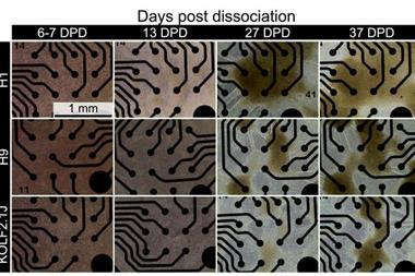 The microelectrode array with neural networks from different origins (cell line)