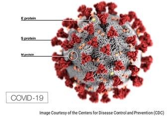 Coronavirus structure