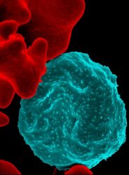 Malaria parasite and red blood cell