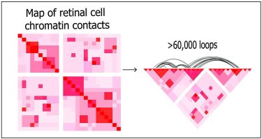 Using deep Hi-C sequencing, a tool used for studying 3D genome organization, the researchers created a high-resolution map of retinal cell chromatin contract points, shown left. The entire map included about 704 million contact points. Shown right, more than 60,000 chromatin loops are represented on a portion of the map.