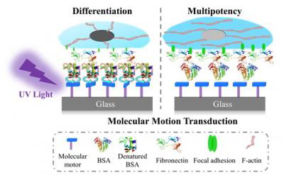 Mesenchymal stem cells