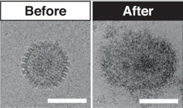 Virucide treatment before and after