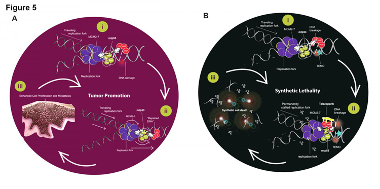 Co-ordination of proteins mtp53 and PARP