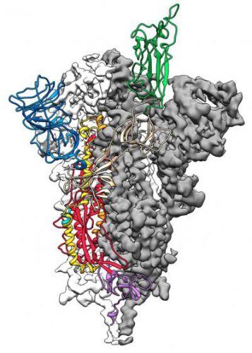 Coronavirus spike protein