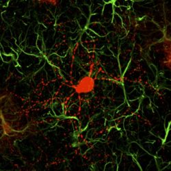 Neurons and astrocytes