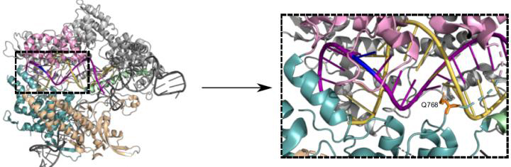 Cas9 variant