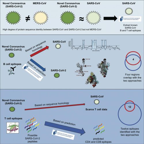 Coronavirus research 