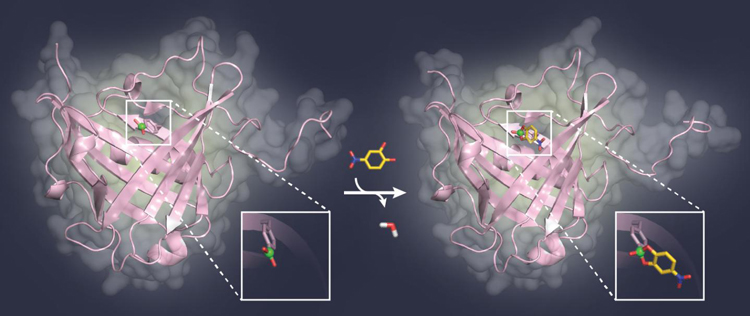 Artificial Sugar-Binding Protein 