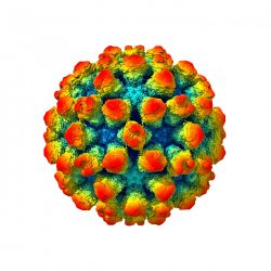 Norovirus structure