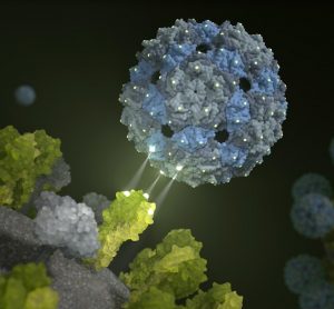 Phage shell