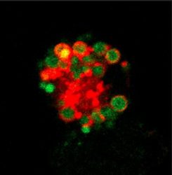 Macrophage microscopy