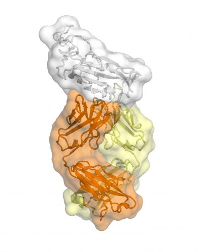 CR3022 antibody
