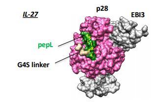 Interleukin-27