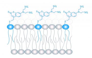 Lipids in cell