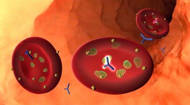 Malaria and antibodies in bloodstream