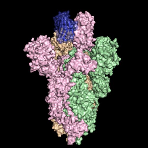 SARS antibody