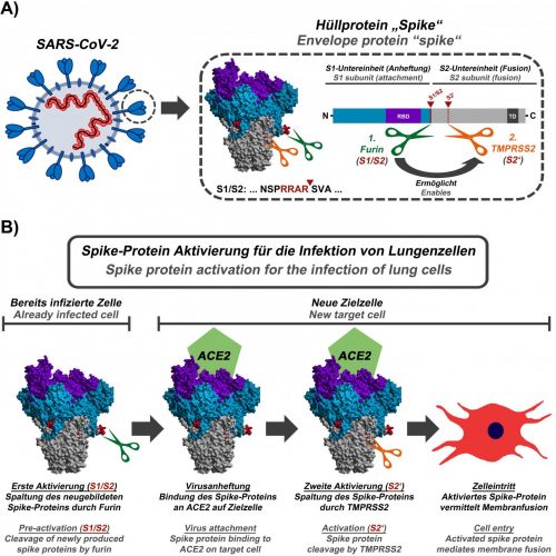 S protein on COVID-19