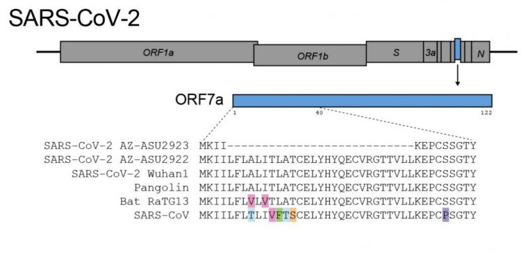 SARS genome